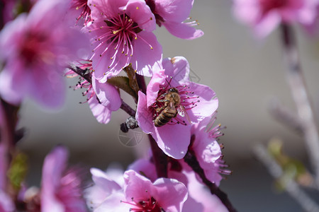 白梨花是蜜蜂的来源果树的花粉蜜蜂桃图片