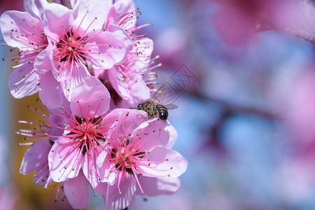 白梨花是蜜蜂的来源果树的花粉蜜蜂桃图片