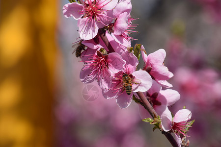 白梨花是蜜蜂的来源果树的花粉蜜蜂桃图片