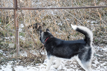 年轻的哈斯基狗站在栅栏上远离网格图片