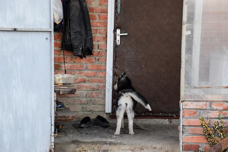 年轻的哈斯基狗站在门口图片