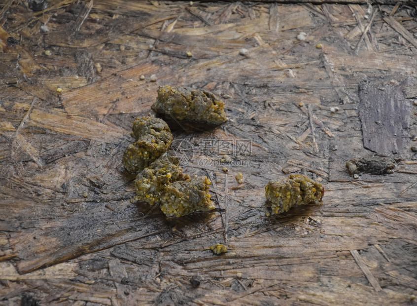 笼子地板上的狗屎狗屎笼子地板上的狗屎狗屎