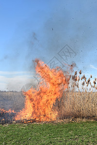 烧干草和打扫茂密的田地和沟渠烧干草图片