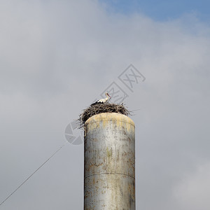 水塔屋顶上的鹳鹳巢水塔屋顶上的鹳图片