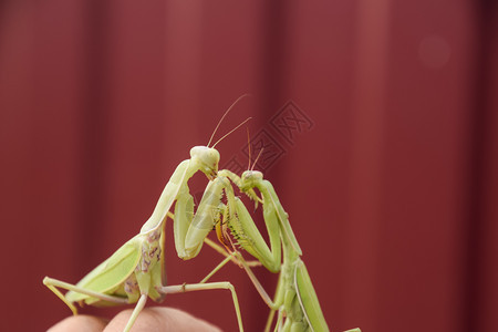 红色背景上的螳螂交配螳螂螳螂是昆虫的掠食者红色背景上的螳螂交配螳螂螳螂是昆虫的掠食者图片