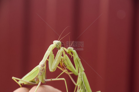 红色背景上的螳螂交配螳螂螳螂是昆虫的掠食者红色背景上的螳螂交配螳螂螳螂是昆虫的掠食者图片