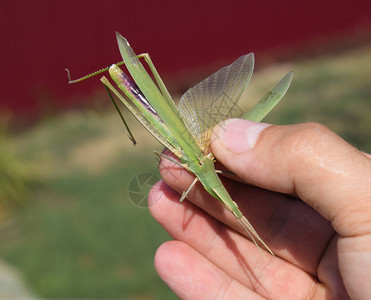 绿蝗翅膀昆虫庄稼的害人类手中的害虫人直翼绿蝗庄稼的害图片