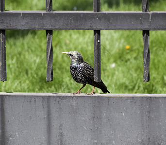 史达林在草地上行走星达林在草地上行走图片素材