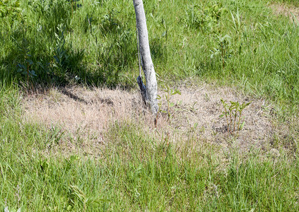在一棵小树周围发芽的草一棵小树的树干在一棵小树周围发芽的草一棵小树的树干图片