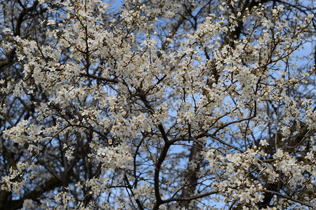 春天燕子在俄罗斯库班的春天花园里露出樱桃李子普拉姆花朵背景
