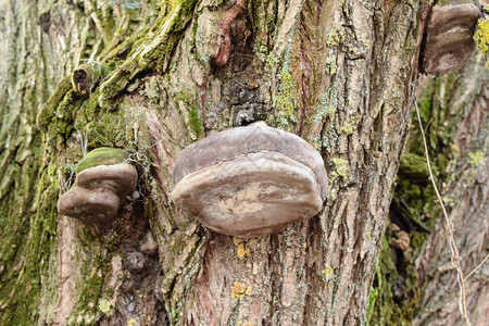 树皮上的红豆真菌腐烂树上的蘑菇皮上的红豆真菌图片