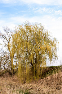 河岸的柳树边春地柳树图片