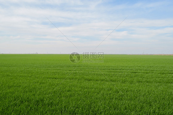 春小麦田地和天空的景观春小麦田图片