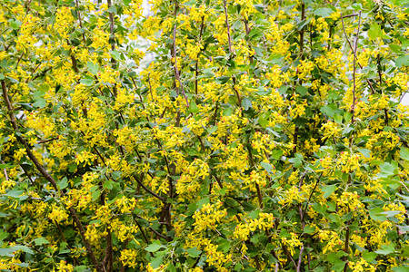 金色的花朵在园春天开黄色的朵在园春天开黄色的朵在园春天开图片