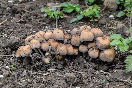 地上的假蘑菇潮湿土壤上的真菌生长泥地上的假蘑菇生长背景图片