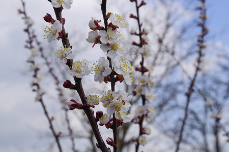 花园里盛开的野杏春天开花的树杏花授粉春天开花的树杏花的授粉开花图片