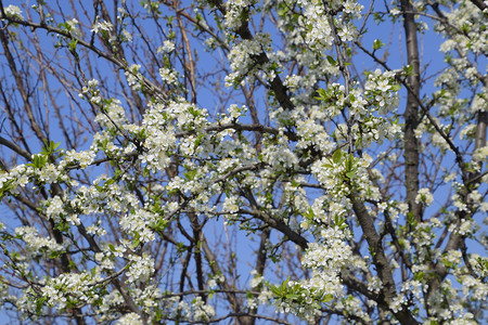 盛开的樱桃李子树枝上的李树的白色花朵春天花园盛开的樱桃李子树枝上的李树的白色花朵春天花园图片