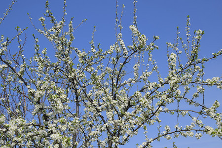 盛开的樱桃李子树枝上的李树的白色花朵春天花园盛开的樱桃李子树枝上的李树的白色花朵春天花园图片