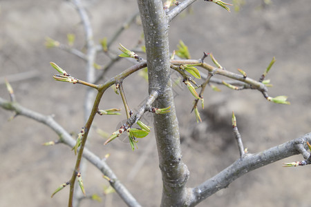 青树和梨芽子的花青树和梨子的花芽图片素材
