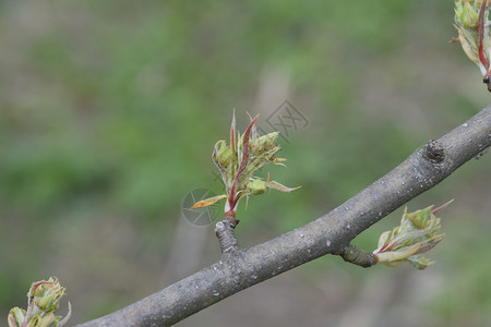 青树和梨芽子的花青树和梨子的花芽图片