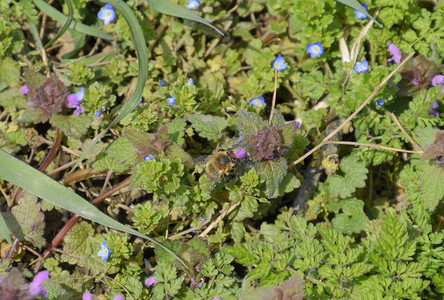 蜜蜂给紫色的花授粉春暖花开的林间空地蜜蜂给紫色的花授粉春花林图片