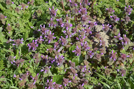 在花园里盛开的紫薇药用植物在花园里盛开的紫薇图片