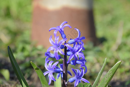 风信子在花园里开花风信子花是蓝色的风信子在花园里开花风信子花是蓝色的图片