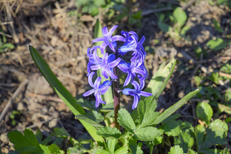 风信子在花园里开花风信子花是蓝色的风信子在花园里开花风信子花是蓝色的图片