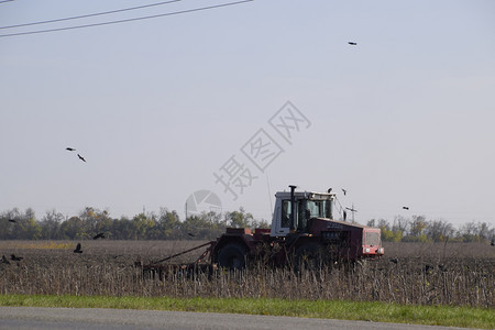 拖拉机在田里耕种乌鸦在他周围飞来去寻找食物拖拉机在田里耕种乌鸦在他周围飞去寻找食物图片