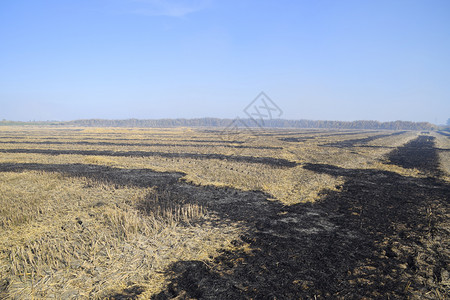 水稻田中的燃烧轨迹风景燃烧场水稻田中的燃烧轨迹图片
