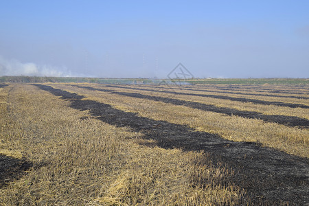 水稻田中的燃烧轨迹风景燃烧场水稻田中的燃烧轨迹图片