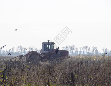 拖拉机在田里耕种乌鸦在他周围飞来去寻找食物拖拉机在田里耕种乌鸦在他周围飞去寻找食物图片