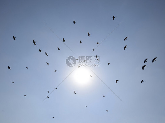 一群黑鸟的休眠带着烈日飞过超真实的夜空图片