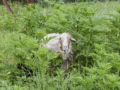 牧羊在茂密的草原上羊嚼吃图片