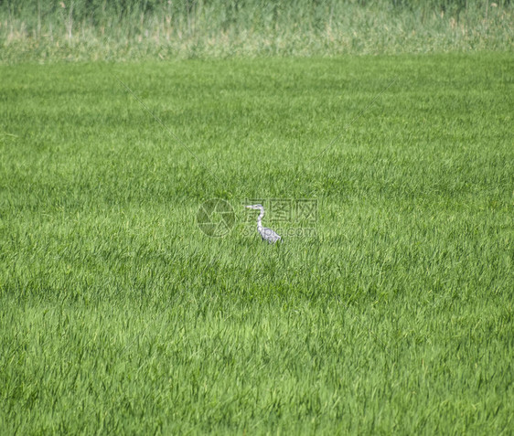 AbrauDurso湖及其海岸俄罗斯克拉诺达尔地区湖图片