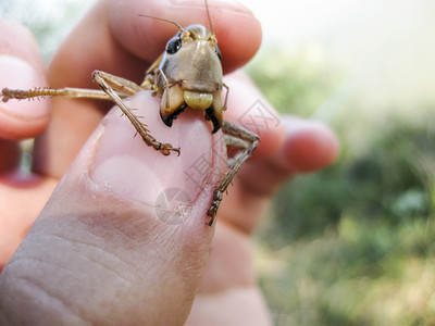 男人口袋里的棕色蚱蜢蚱蜢的嘴男人口袋里的棕色蚱蜢蚱蜢的嘴图片素材