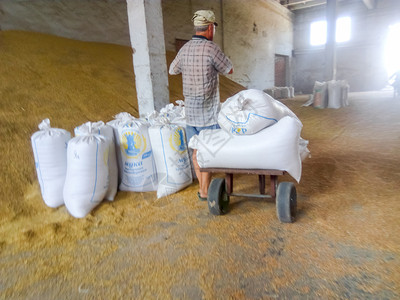 日储存大量麦和小在向消费者交付粮食之前储存谷物大量麦和小图片素材