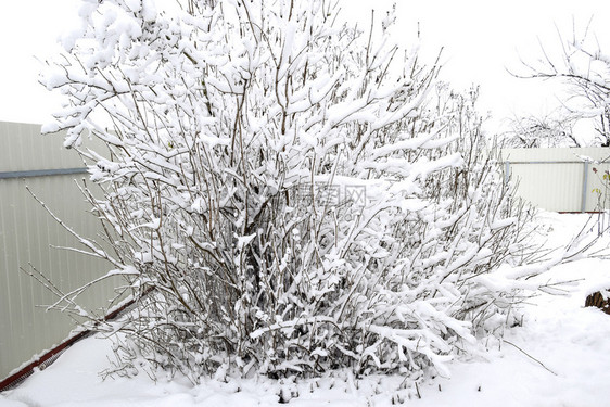 树枝上的雪冬季景色上覆盖着雪的木下枝的强度自然雪树木冬季景色雪下树枝的强度自然雪落图片