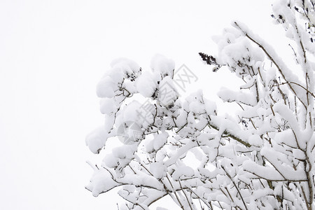 雪后的树枝图片