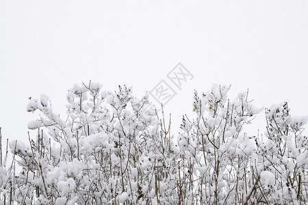 雪后的树枝图片