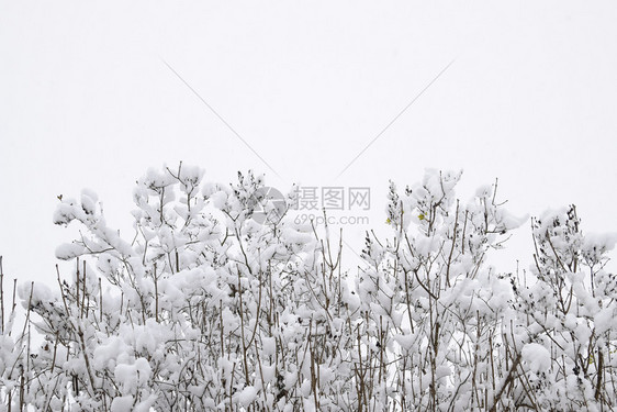 雪后的树枝图片