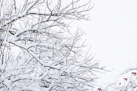 树枝上的雪冬季景色上覆盖着雪的木下枝的强度自然雪树木冬季景色雪下树枝的强度自然雪落图片