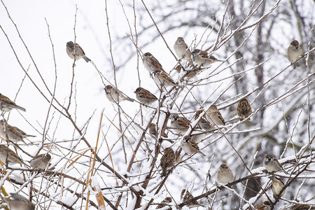 冬季草原上枯树枝上的麻雀图片