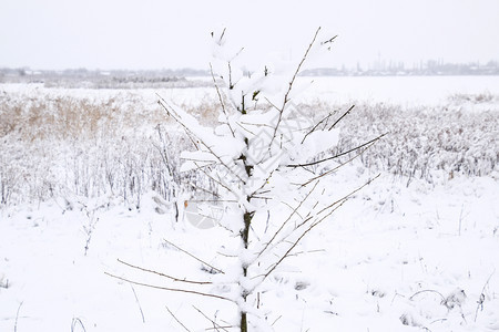 树枝上的雪冬季景色上覆盖着雪的木下枝的强度自然雪树木冬季景色雪下树枝的强度自然雪落图片