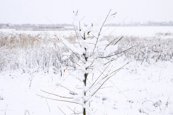 树枝上的雪冬季景色上覆盖着雪的木下枝的强度自然雪树木冬季景色雪下树枝的强度自然雪落图片