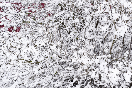 树枝上的雪冬季景色上覆盖着雪的木下枝的强度自然雪树木冬季景色雪下树枝的强度自然雪落图片