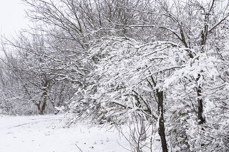 树枝上的雪冬季景色上覆盖着雪的木下枝的强度自然雪树木冬季景色雪下树枝的强度自然雪落图片