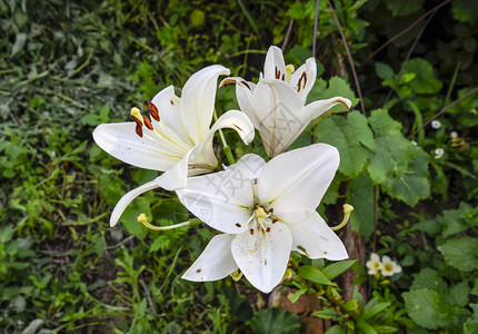 一朵白色百合花白色百合的雌蕊和雄蕊一朵白色百合花白色百合的雌蕊和雄蕊图片