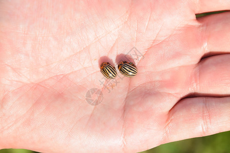 科罗拉多甲虫在你的手掌中成年甲虫在你的手掌中成年甲虫在你的手掌中成年甲虫在科罗拉多的手掌中成年甲虫在科罗拉多图片