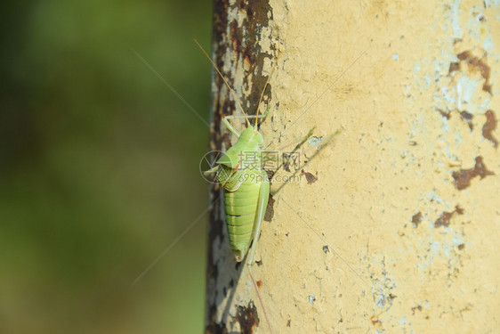伊索菲亚草原一只丛林蟋蟀趴在树干上图片